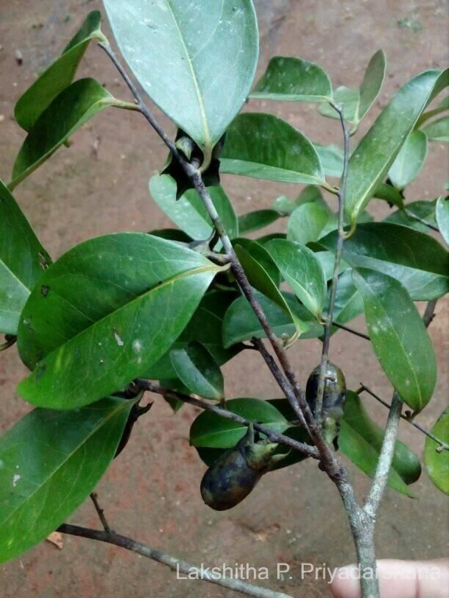 Diospyros koenigii Kosterm.